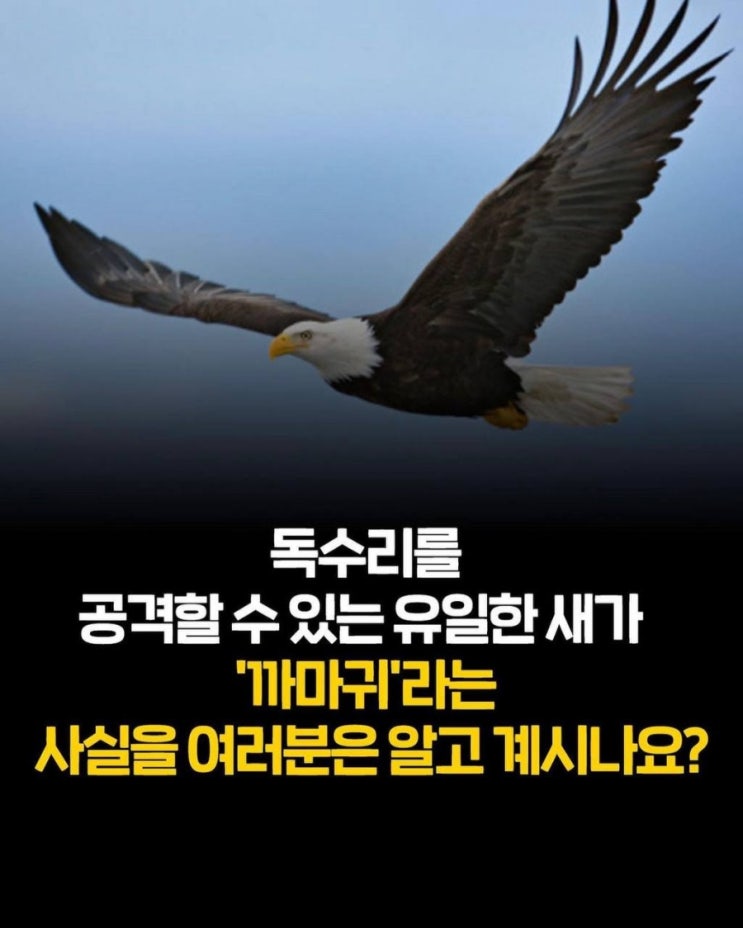  독수리와 까마귀...