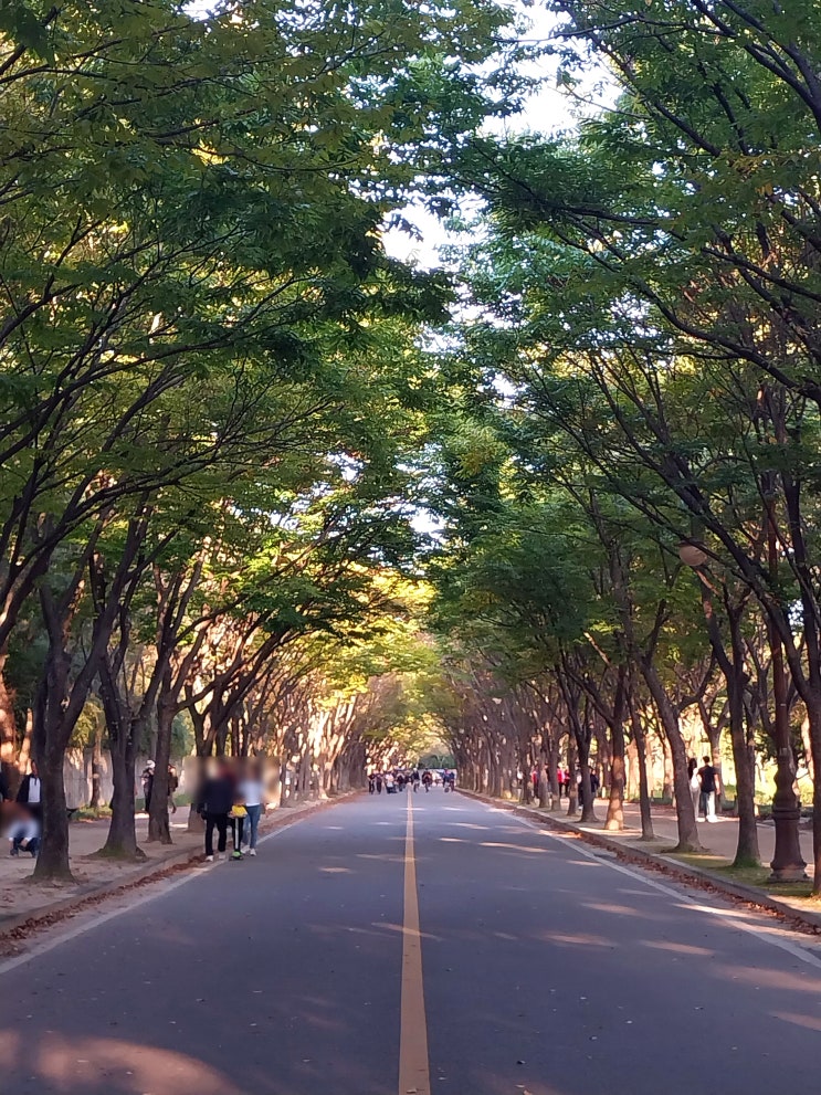 [인천 가을 가볼만한 곳 수도권 당일 가을여행지] 인천대공원 단풍터널