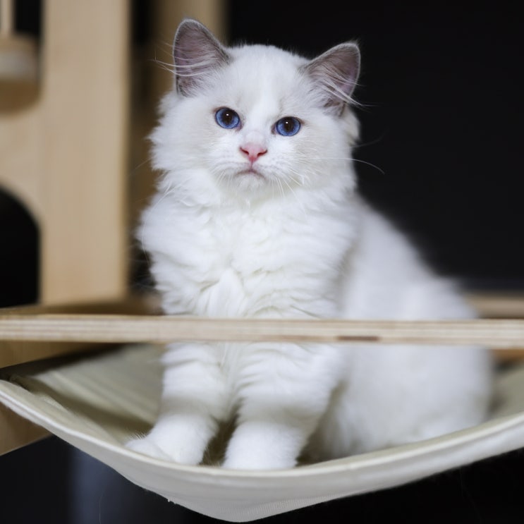  고양이 감기 증상, 칼리시 바이러스 검사 치료 전염 예방 용품 소독 방법