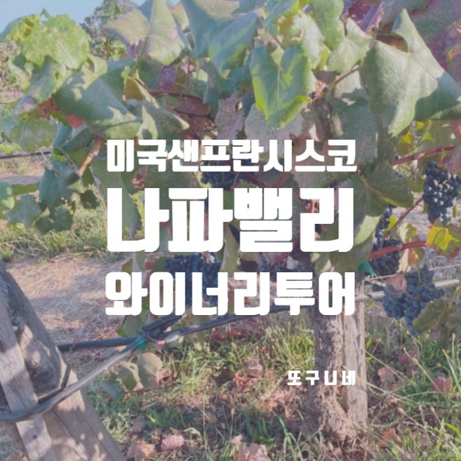  미국 나파밸리 와이너리 나파벨리 와인 샌프란시스코 여행 투어 추천 Napa Valley