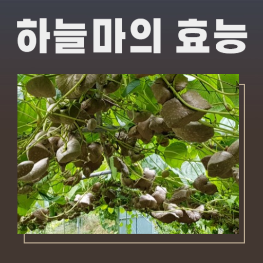  하늘마(열매마,우주마)의 효능