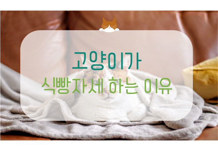  고양이 식빵 자세하는 이유 5가지와 의미