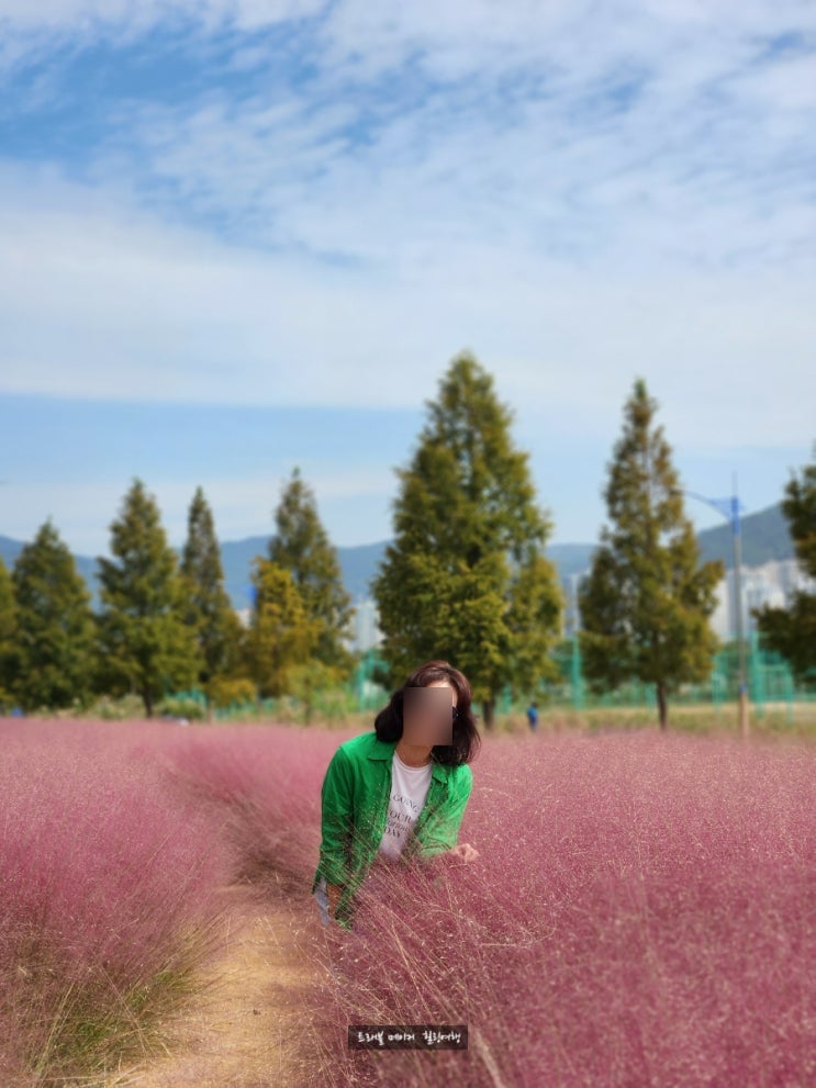  부산 핑크뮬리 대저 생태공원으로 가을나들이 떠나요.