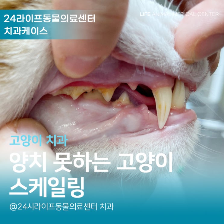 대구 고양이 스케일링 : 양치 못하는 고양이 스케일링과 고양이 건강검진 대구 고양이 스케일링 : 양치 못하는 고양이 스케일링과 고양이 건강검진