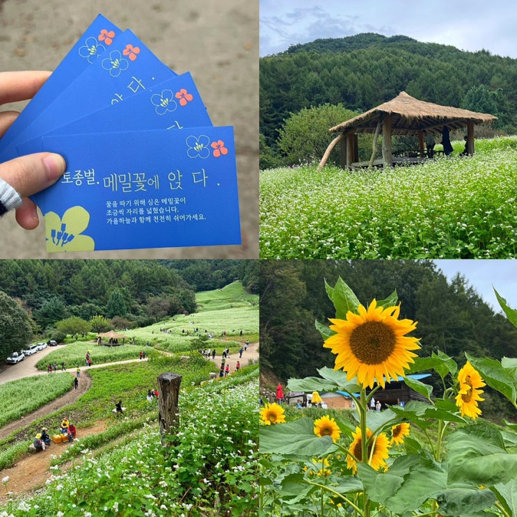  추정리 메밀밭 주차,입장료 총정리(ft.청주 주말 가족나들이 갈만한곳)
