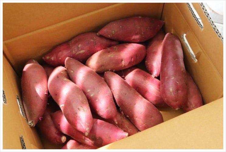  해나미 고구마 애플구마 5kg 보관 방법 칼로리 다이어트 요리