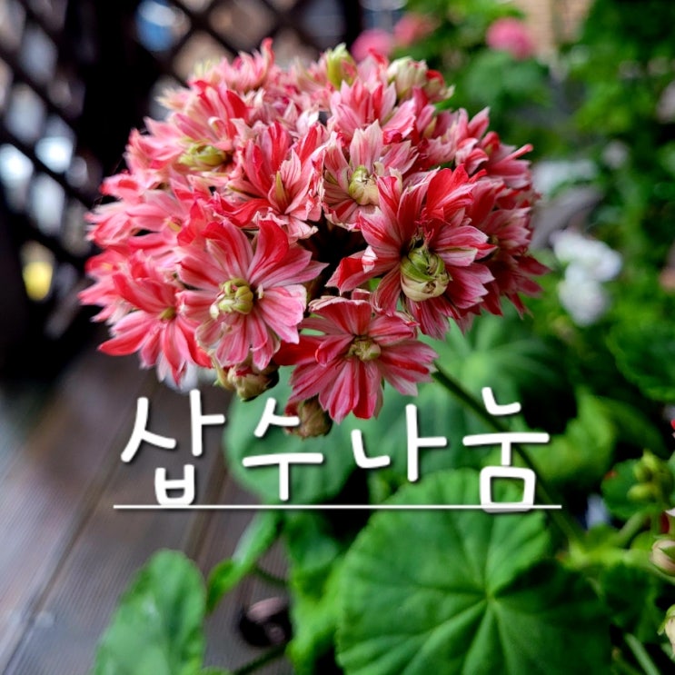  제라늄 강전정 겸 삽수나눔