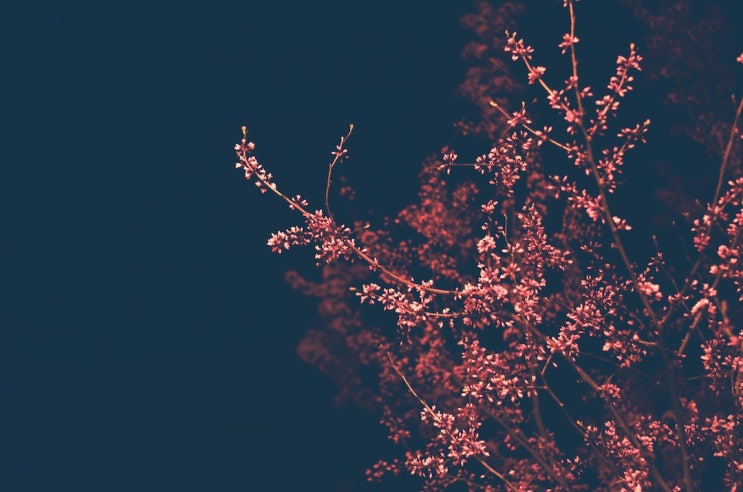  그래도, 아직은 봄밤 - 황시운