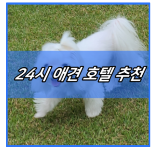 사진 5
