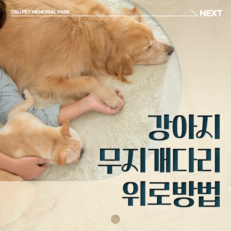  강아지 무지개다리 위로방법