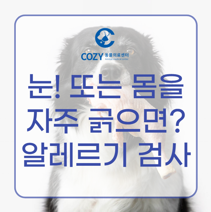  강아지 간지러움? 알레르기 검사 목적과 종류, 비용 알아보기!