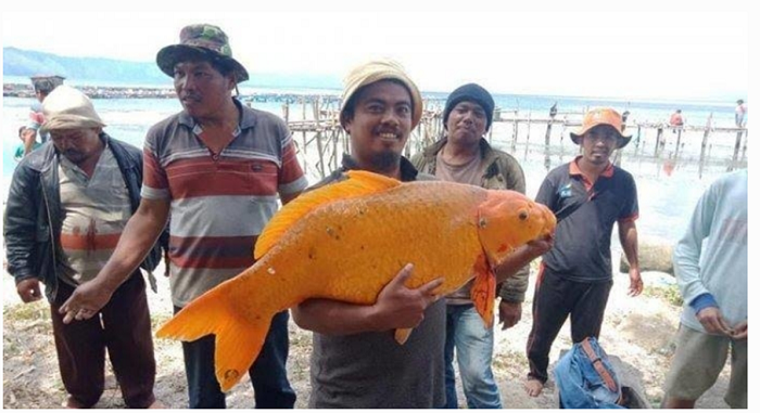 인도네시아 토바호수 전설속의 15KG 대형 금붕어 잡혔으나,밥상위에 이깐바까르가 되다 ㅜㅜ