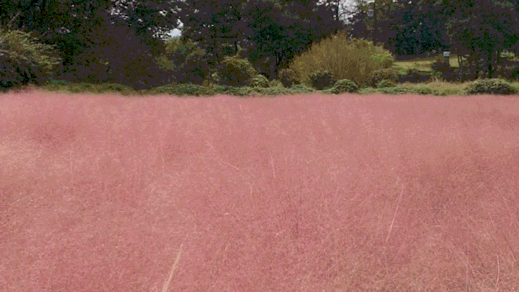 <b>수원</b> 가을꽃 왕송호수 핑크<b>뮬리</b> 코스모스 위치 및 주차