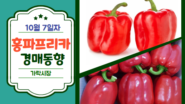 [경매사 일일보고] 10월 7일자 가락시장 홍파프리카 경매동향을 살펴보겠습니다!