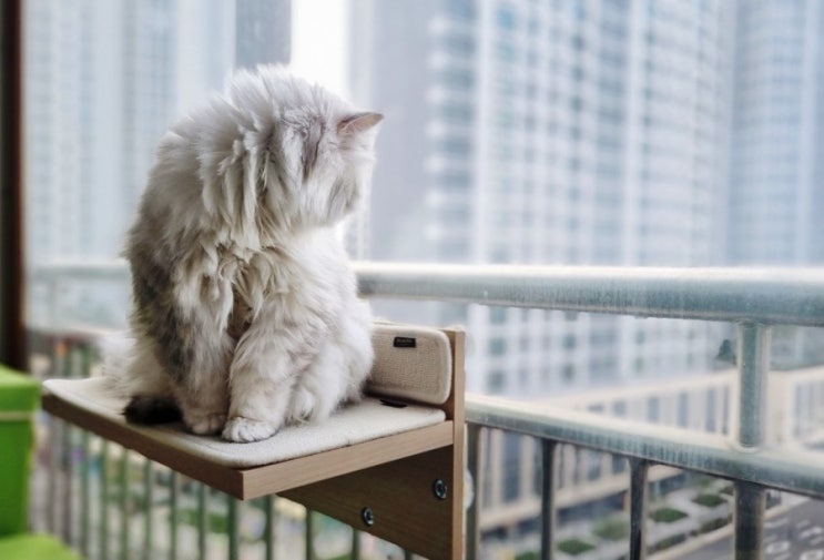  고양이 미니 캣타워 창틀 창문 윈도우 캣워커 모넬로 냥단 쉼터 설치 후기 (내돈내산)