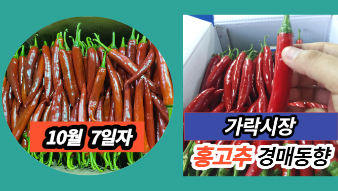  [경매사 일일보고] 10월 7일자 가락시장 홍고추 경매동향을 살펴보겠습니다!