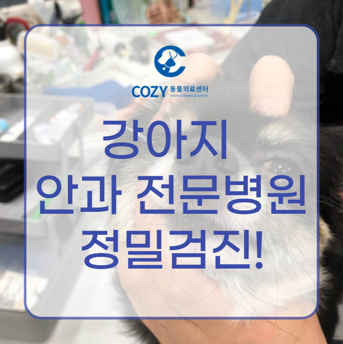  강아지 뿌옇게 된 눈 안과전문병원에서 정밀검진