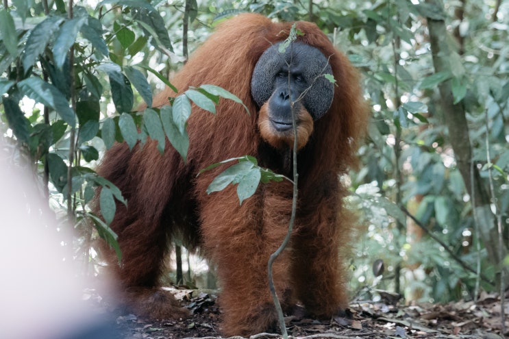 야생 오랑우탄 1박2일 정글 트레킹 (인도네시아 EP5 부킷라왕)
