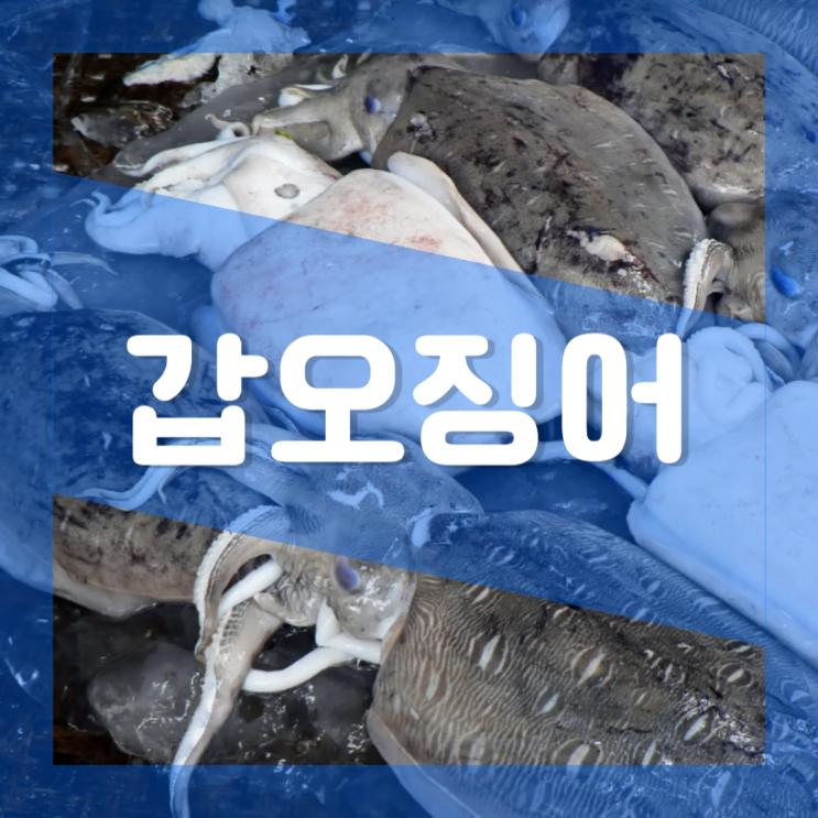  활 갑오징어 효능 : 칼로리 단백질 영양성분과 부작용