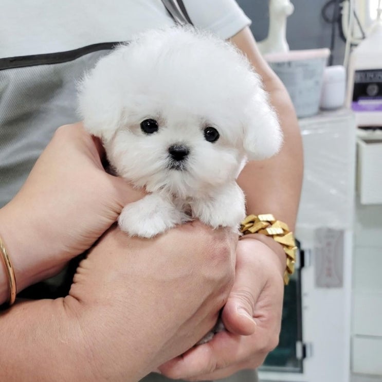  동탄 강아지분양 미니비숑 전문 쇼룸