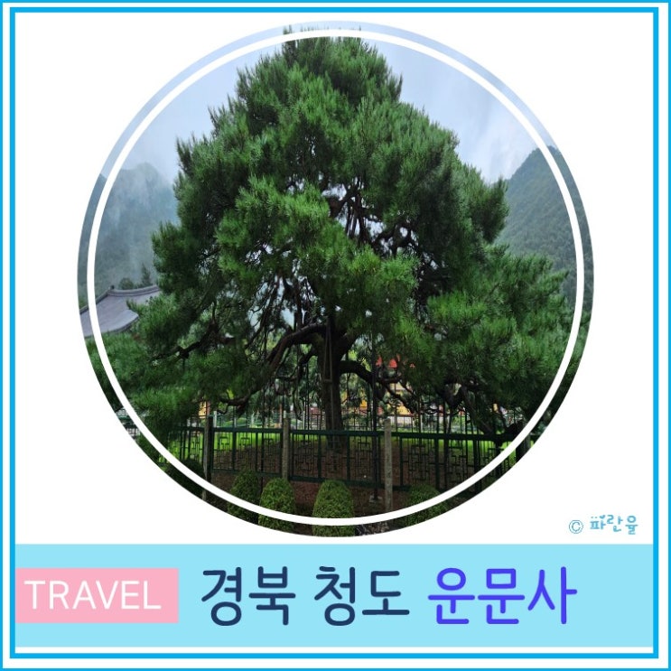  대구 근교 드라이브 하기 좋은 청도 운문사 주차장 입장료 경북 당일치기 여행 유명 사찰 절 투어