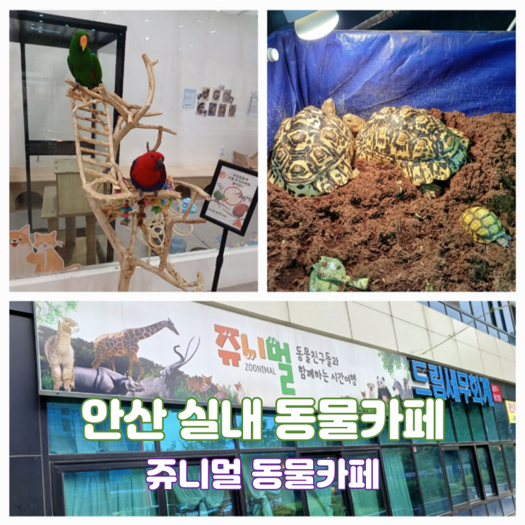 안산 이색카페 안산 실내 동물카페 쥬니멀 동물체험 안산 이색카페 안산 실내 동물카페 쥬니멀 동물체험