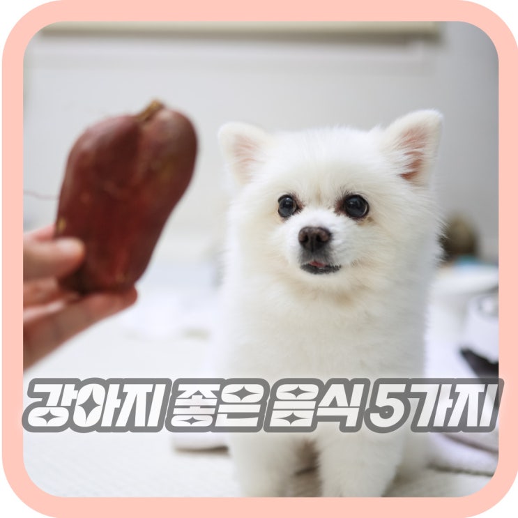  강아지에게 좋은 음식 5가지 슈퍼푸드