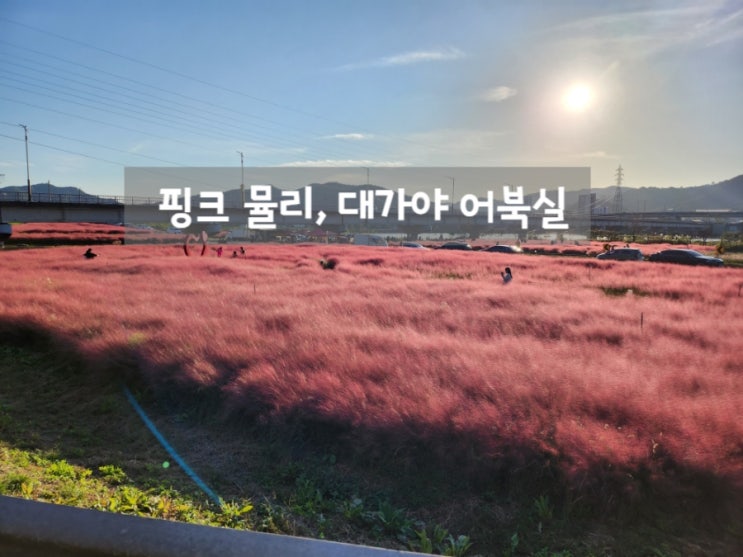  대구 대가야 어북실에 핑크뮬리 보러 다녀왔어요