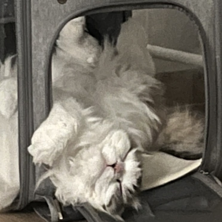  [고양이 명절] 고양이의 추석 후기