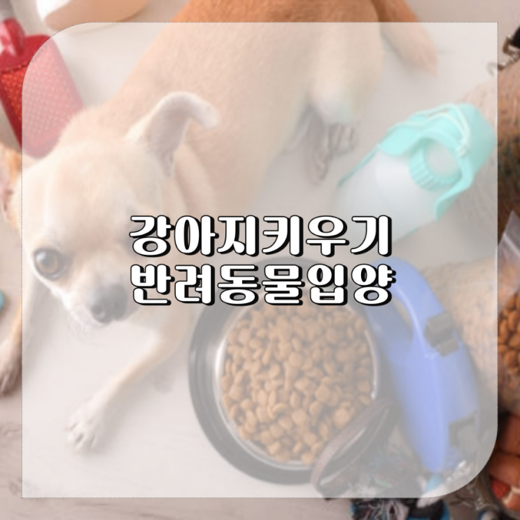  반려동물 입양, 강아지 고양이 키우기 전 주의할점 정리