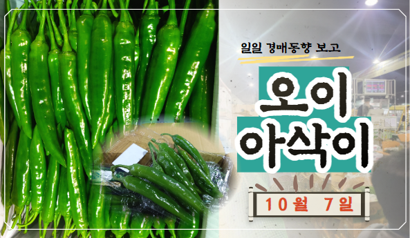  [경매사 일일보고] 10월 7일자 가락시장 오이아삭이 경매동향을 살펴보겠습니다!