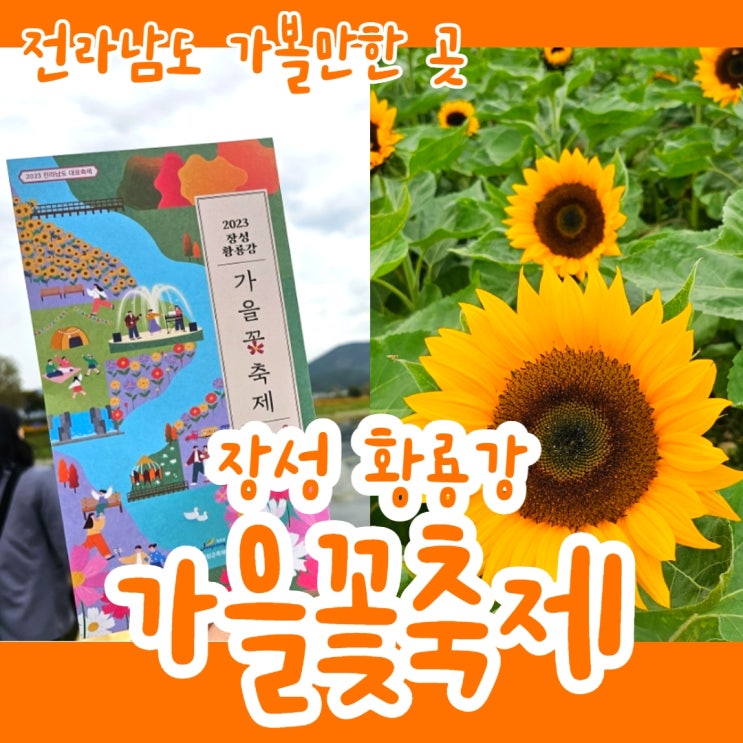 장성 황룡강 가을꽃축제 해바라기 있는 곳!