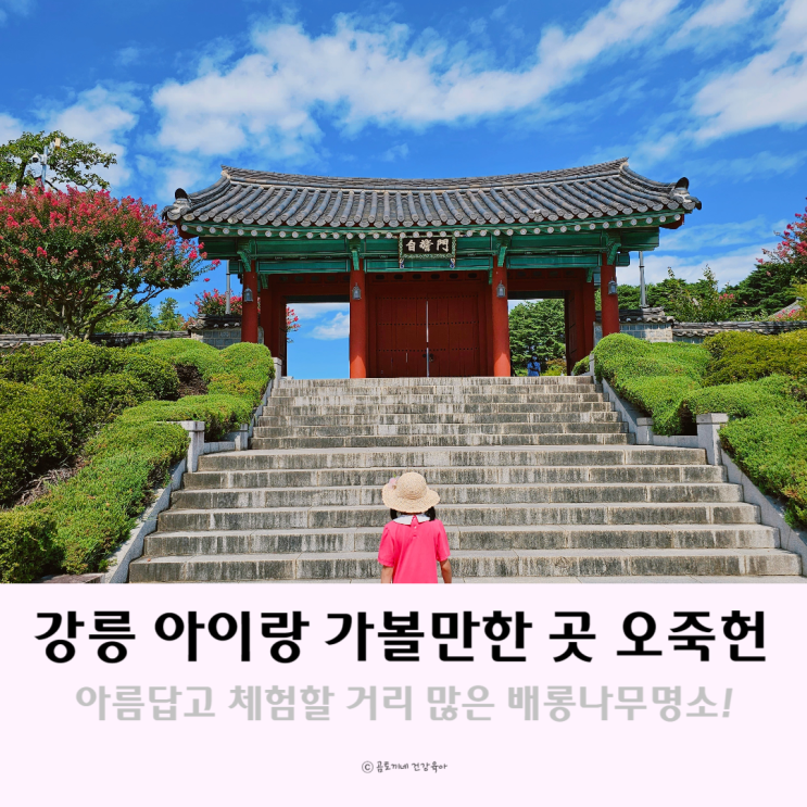강릉 아이랑가볼만한곳 오죽헌 박물관 배롱나무명소 강릉 아이랑가볼만한곳 오죽헌 박물관 배롱나무명소