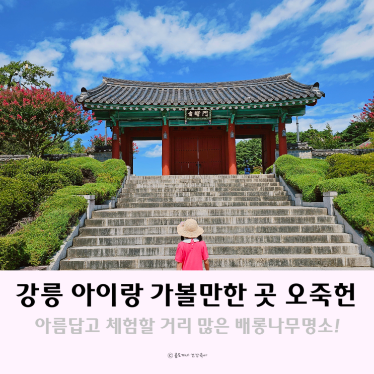 강릉 아이랑가볼만한곳 오죽헌 박물관 배롱나무명소