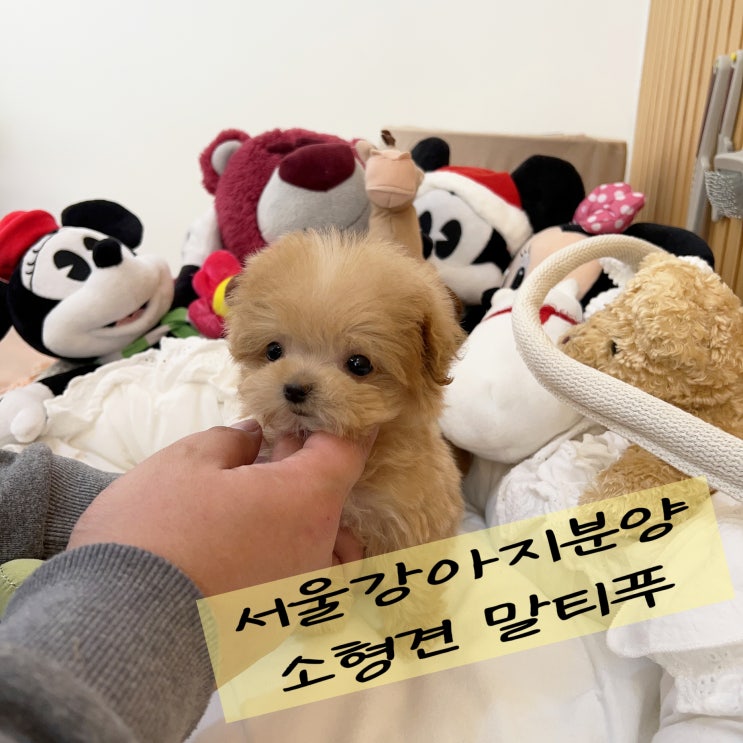  서울강아지분양 소형견이예요