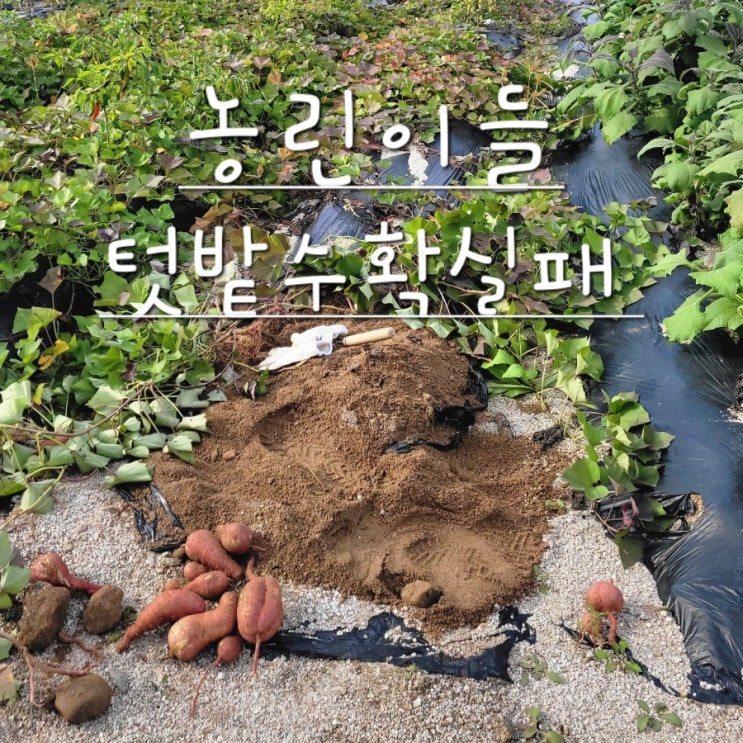  대장 없는 텃밭 수확 이야기