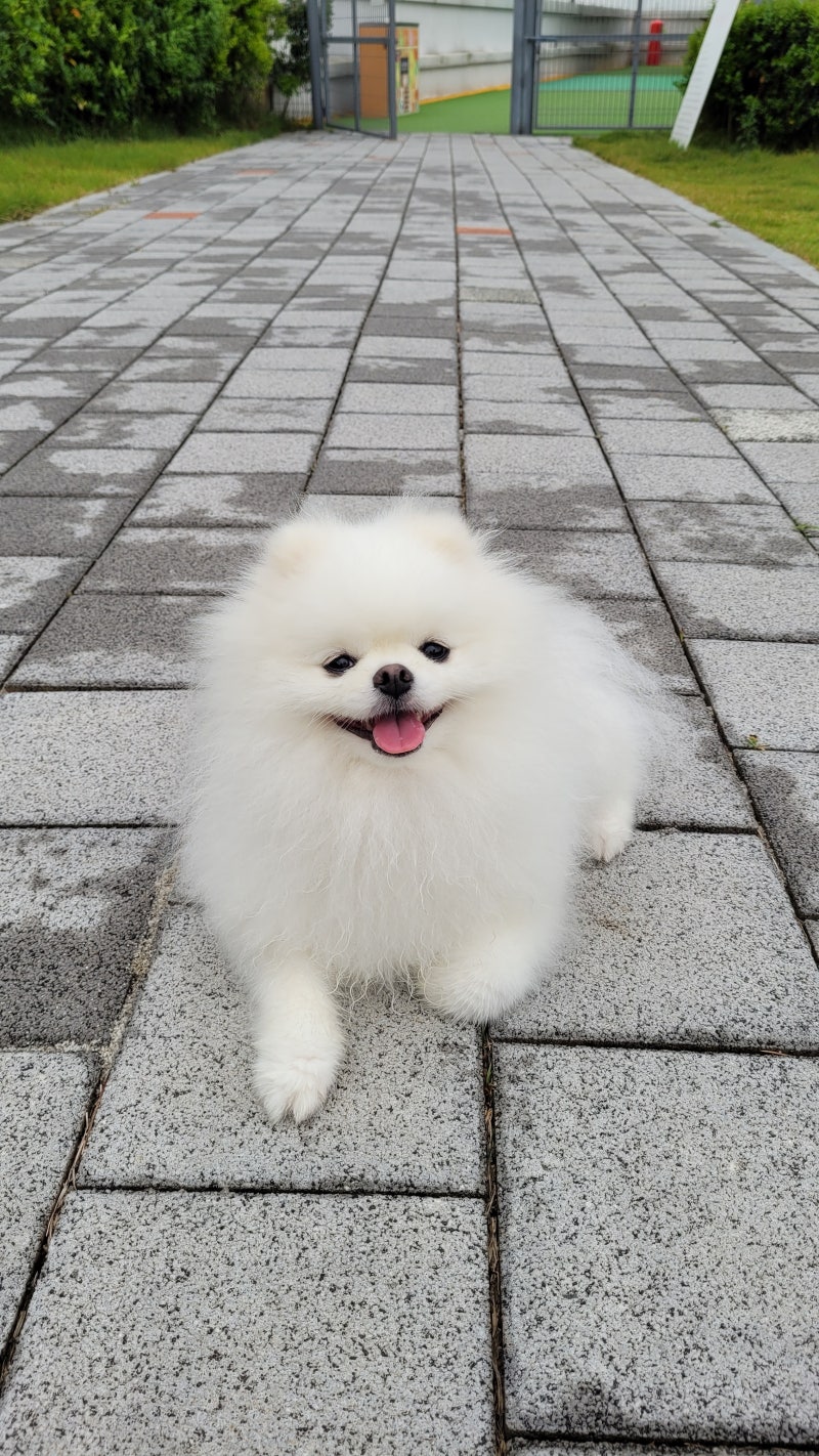강아지 탈모 포메라니안 알로페시아 마이뷰 영양제로 극복 후기