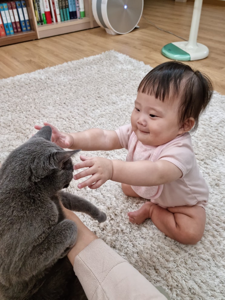 러시안블루 초롱이와 아기 토순이, 육아육묘