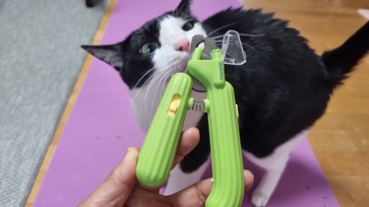  고양이 발톱깎기 셀프미용의 신세계 바비온 선인장 LED 안전 발톱깎이 추천해요(발톱 주기는?)