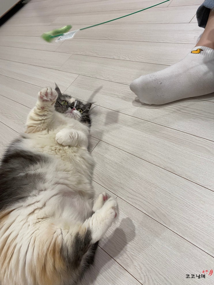  [내돈내산] 네이처펫 냥냥이 캣펀치 두더지 잡기 놀기 / 캐티맨 강아지풀 대(大) 낚시대 / 고양이 장난감