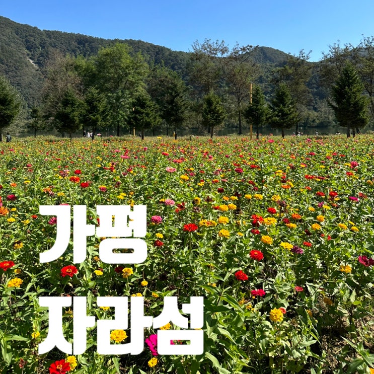  경기도 가평 자라섬 꽃페스타 남도 서울 근교 가볼만한곳