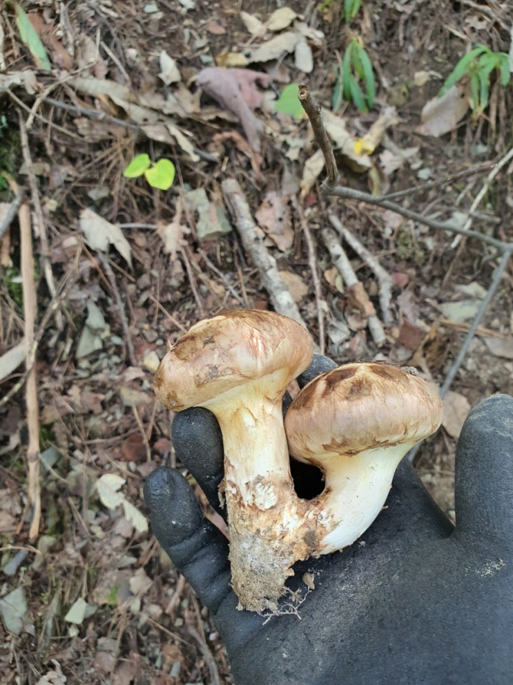 이제 송이버섯이 올라오기 시작합니다. 늦게라도 올라와주어서 다행입니다. 이제 송이버섯이 올라오기 시작합니다. 늦게라도 올라와주어서 다행입니다.