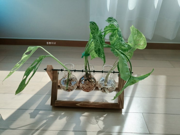  초보식집사일지 : 칼라디움 플로리다크라운 색깔 발현이 매력적인 식물