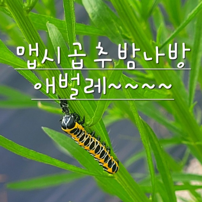  화려한 맵시곱추밤나방 애벌레