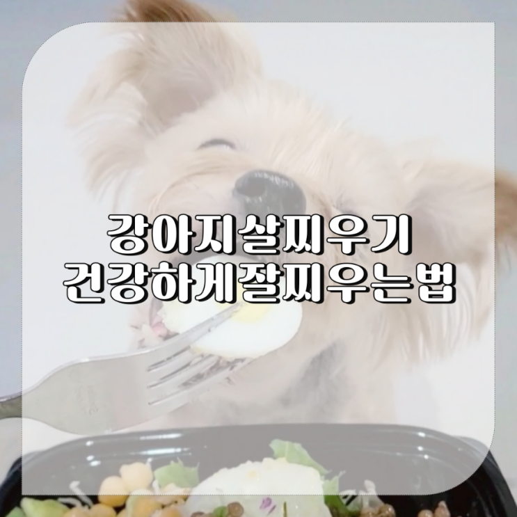  췌장염 강아지 살찌우기 방법과 식단
