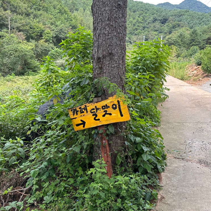  [문화생활 ] 평창 꽃차카페 <달맞이카페>