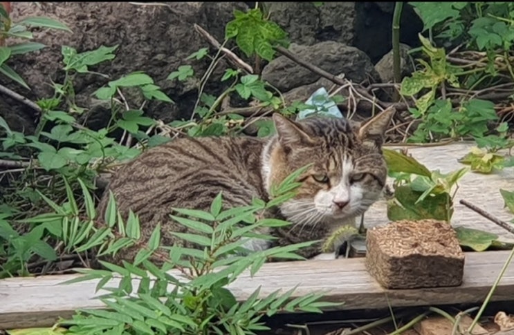  길냥이 고양이 울음소리 큰 싸움 이유와 대처법