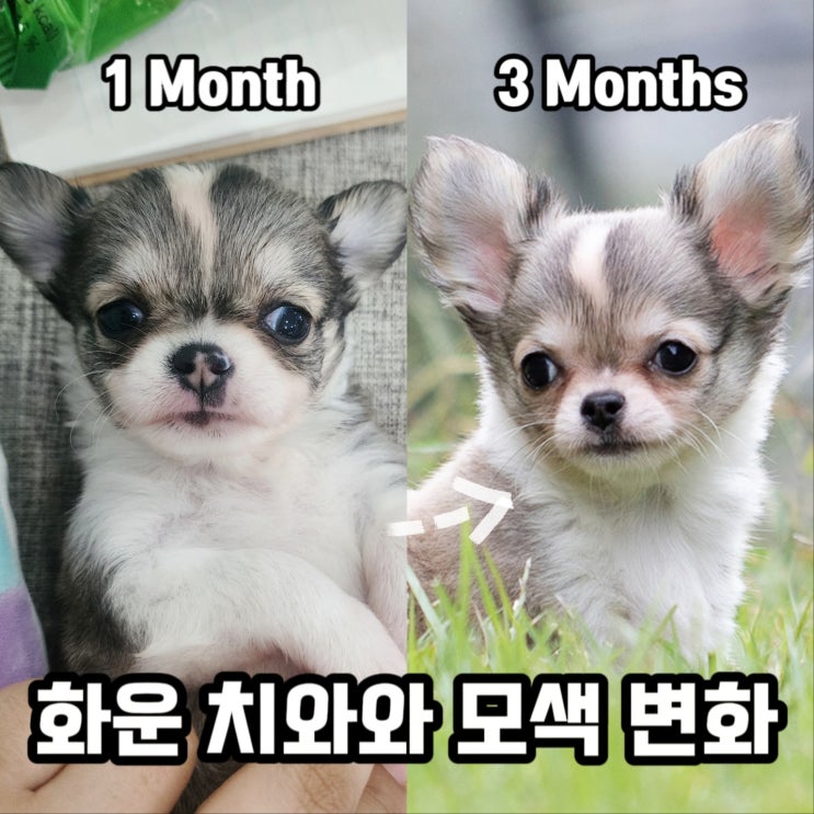 화운 장모치와와 모색의 변화 feat. 올리브