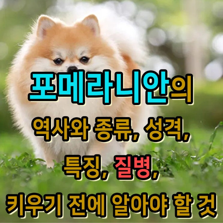  포메라니안의 역사와 종류, 성격, 특징, 잘 걸리는 질병, 키우기 전에 알아야 하는 것