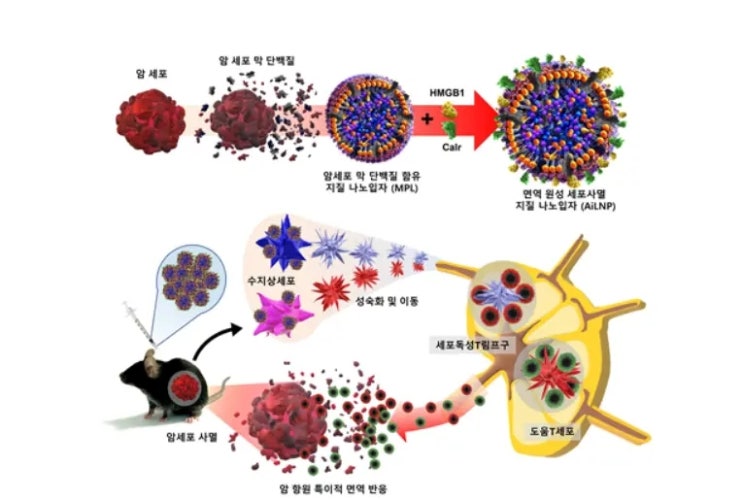 진준오 교수 학부 암세포로 암 치료 백신 만들 가능성 열리다